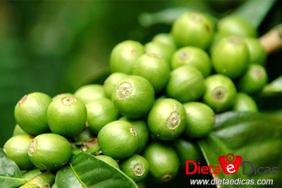 café verde emagrece, café verde para que serve, café verde extrato seco, café verde propriedades,café verde onde comprar, café verde efeitos colaterais, café verde contra indicações Ilustração de café verde emagrece, café verde para que serve, café verde extrato seco, café verde propriedades,café verde onde comprar, café verde efeitos colaterais, café verde contra indicações